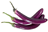 Icon of Eggplant
