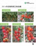 鮮食小番茄 亞蔬育成新品種