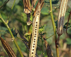 okra seedlings white leaves