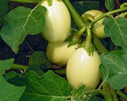 Solanum aethiopicum African eggplant 10 seeds FREE SHIP 